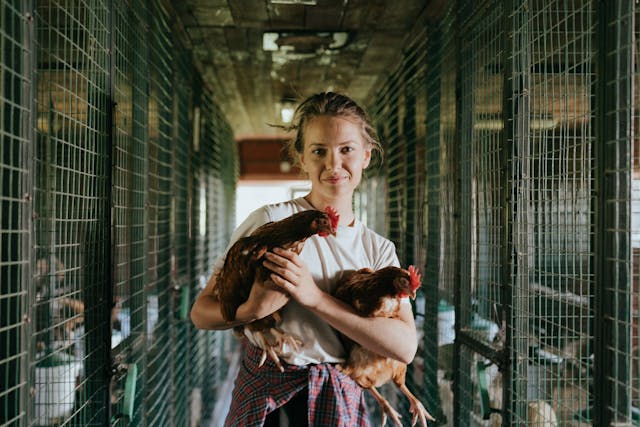 organic chiken